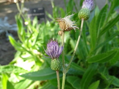 Cirsium monspessulanum