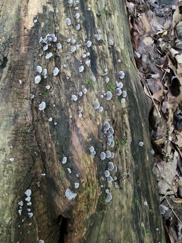 Resupinatus trichotis (Photo 3 of 5)