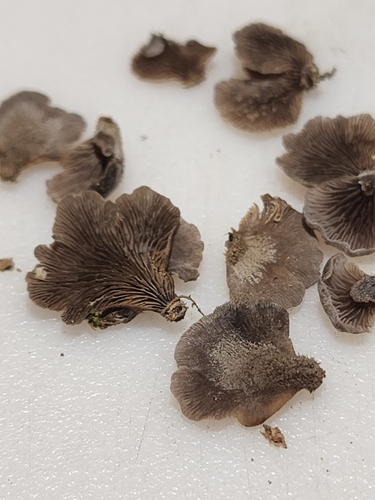 Resupinatus trichotis (Photo 5 of 5)