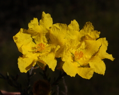 Hibbertia drummondii