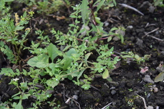 Bothriospermum zeylanicum