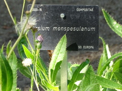 Cirsium monspessulanum
