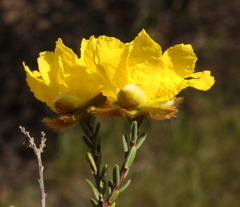 Hibbertia drummondii