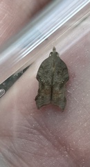 Acleris emargana