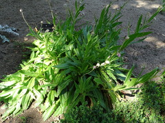 Cirsium monspessulanum