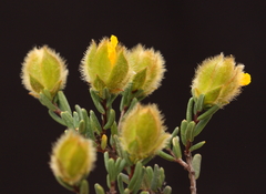 Hibbertia drummondii