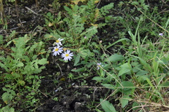Aster yomena