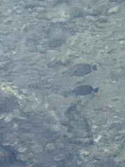 Acanthurus leucopareius