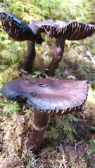 Cortinarius brunneus