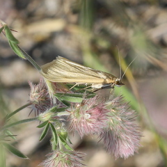 Loxostege turbidalis