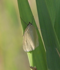 Loxostege turbidalis