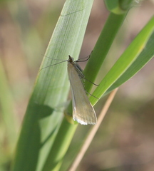 Loxostege turbidalis