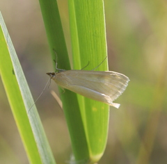 Loxostege turbidalis