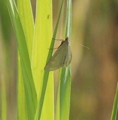 Loxostege turbidalis