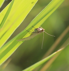 Loxostege turbidalis