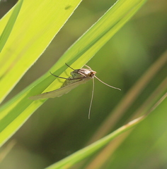 Loxostege turbidalis