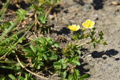 Potentilla kleiniana