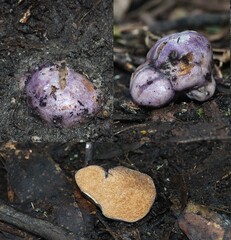 Cortinarius subviolaceus