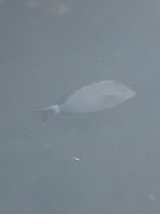 Acanthurus xanthopterus