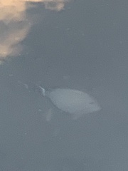 Acanthurus xanthopterus