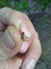 Formica exsecta