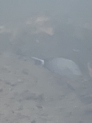 Acanthurus xanthopterus