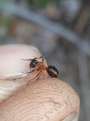 Formica exsecta