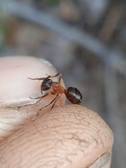 Formica exsecta