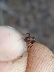 Formica exsecta