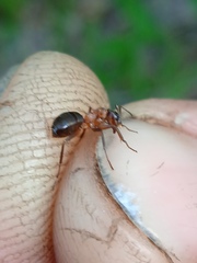 Formica exsecta