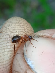 Formica exsecta