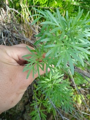 Artemisia sieversiana