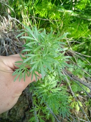 Artemisia sieversiana