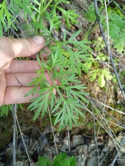 Artemisia sieversiana