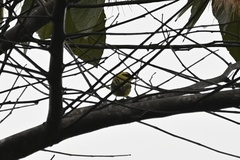 Todirostrum chrysocrotaphum