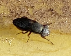 Notogramma