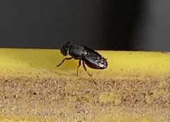 Notogramma