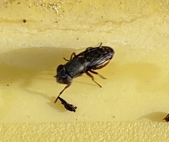 Notogramma