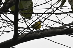 Todirostrum chrysocrotaphum