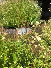 Epilobium luteum