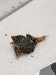 Annulohypoxylon annulatum