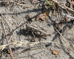 Dociostaurus brevicollis