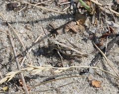 Dociostaurus brevicollis