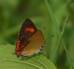 Heliophorus epicles
