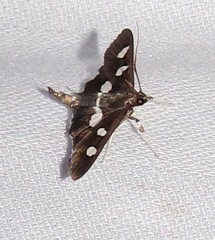 Desmia funeralis