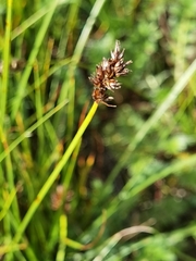 Carex enervis