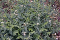 Apocynum × floribundum