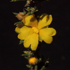 Hibbertia stowardii