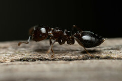 Crematogaster cornigera