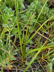 Carex enervis